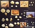 VBS_9057 - Museo Paleontologico - Asti